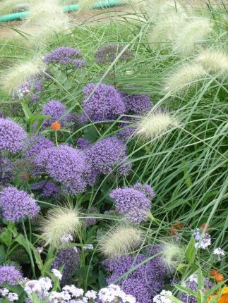 синие трахимены (Didiscus coeruleus) и крупные мерцающие (Pennisetum villosum). (323x430, 152Kb)