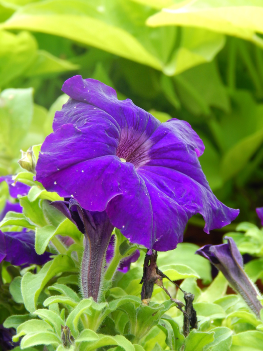 macro (9) (525x700, 451Kb)