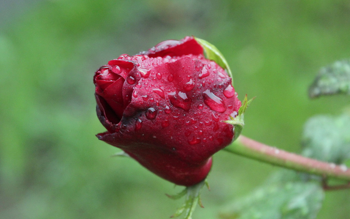macro (11) (700x437, 301Kb)