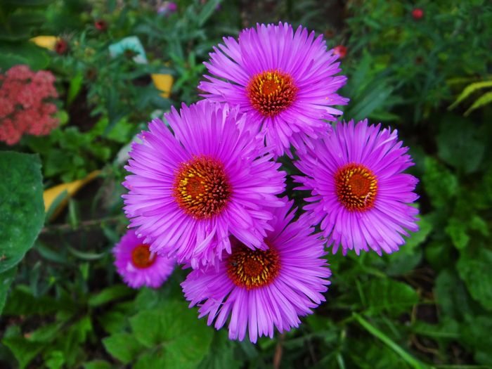 macro (13) (700x525, 447Kb)