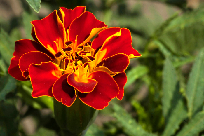 macro (17) (700x466, 376Kb)