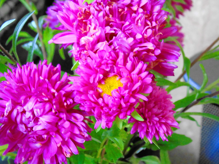 macro (19) (700x525, 521Kb)