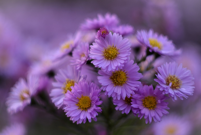 macro (21) (700x471, 249Kb)