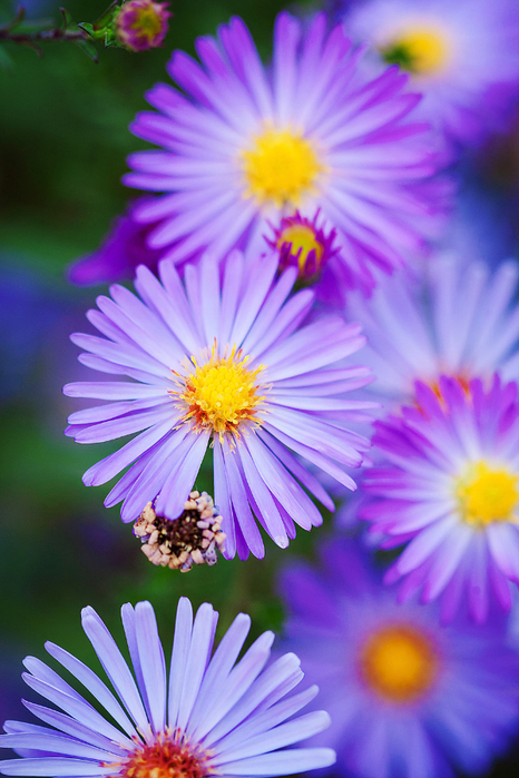 macro (23) (466x700, 414Kb)