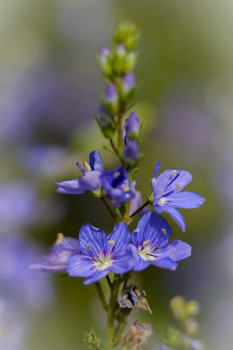 macro (25) (466x700, 222Kb)
