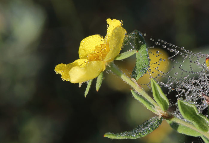 macro (27) (700x479, 352Kb)