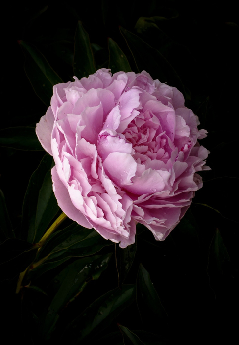 macro (29) (483x700, 197Kb)