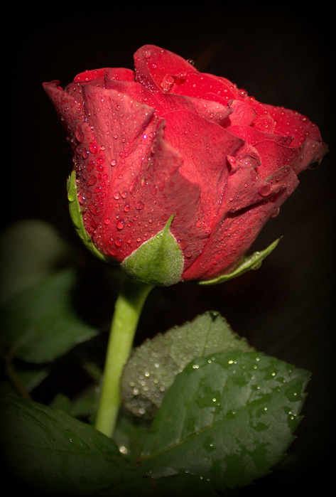 macro (31) (473x700, 428Kb)