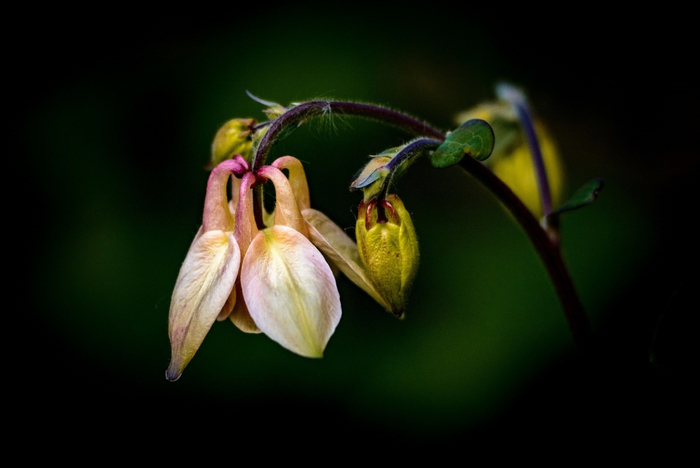 macro (33) (700x468, 165Kb)