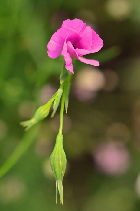 macro (35) (463x700, 294Kb)