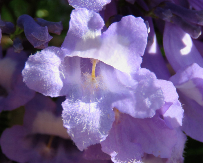 macro (39) (700x563, 338Kb)