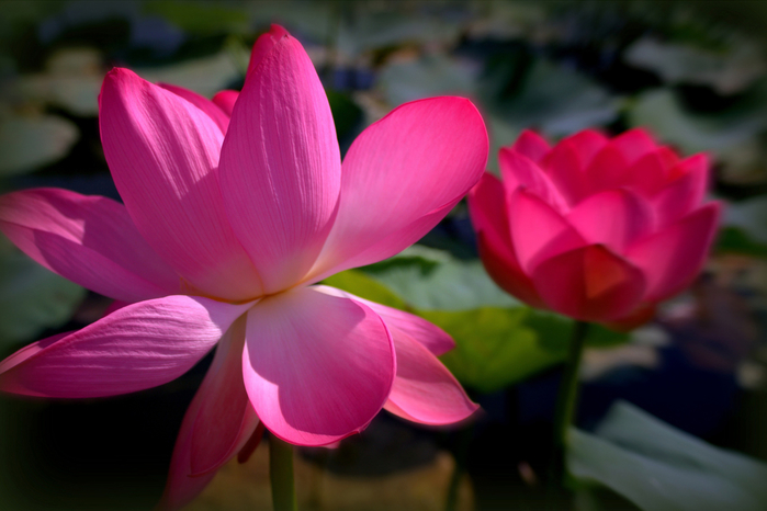 macro (41) (700x466, 288Kb)