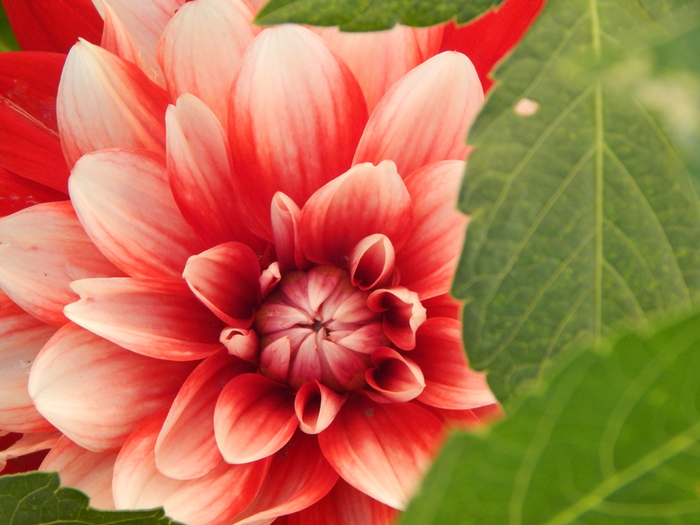 macro (43) (700x525, 379Kb)