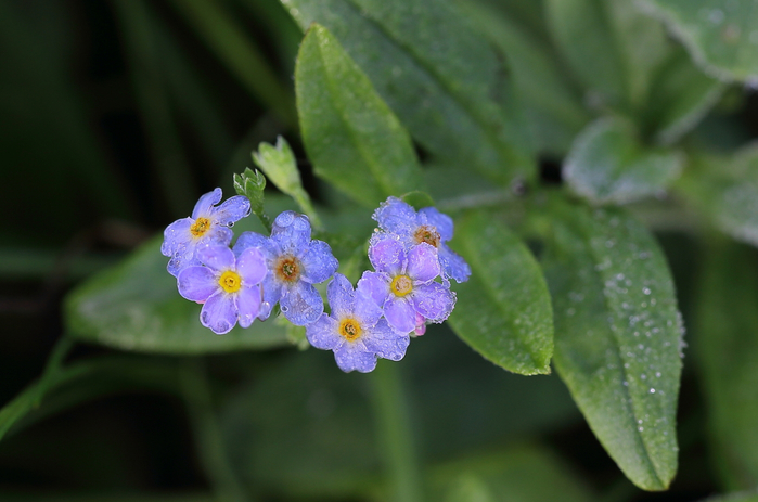 macro (45) (700x463, 303Kb)