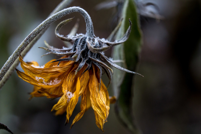 macro (47) (700x466, 320Kb)