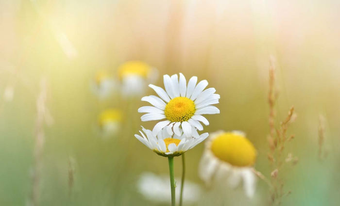 macro (49) (700x425, 146Kb)