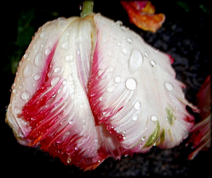 macro (51) (700x588, 380Kb)