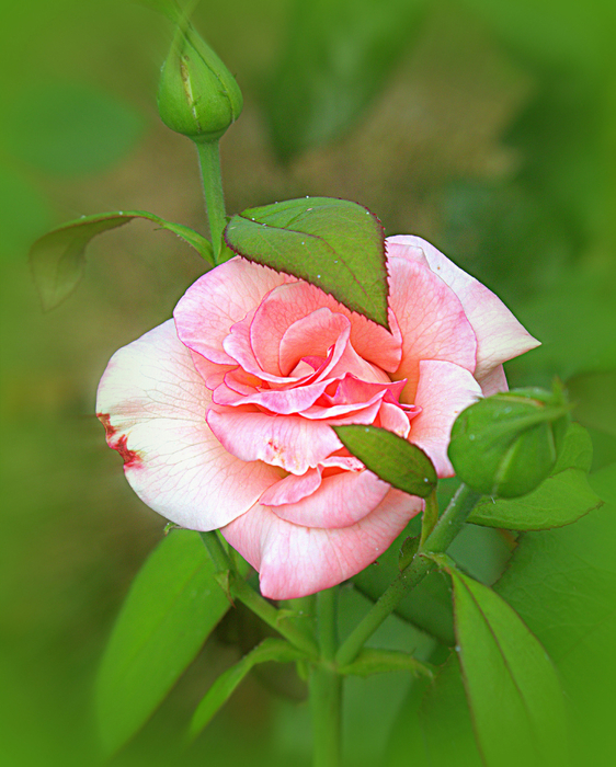 macro (53) (562x700, 502Kb)