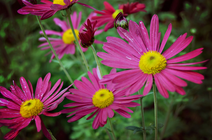 macro (57) (700x463, 401Kb)