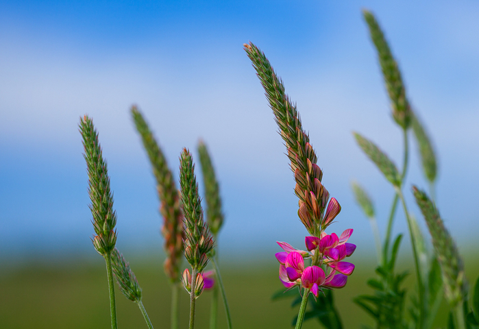 macro (59) (700x480, 319Kb)