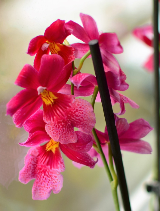 macro (61) (532x700, 310Kb)