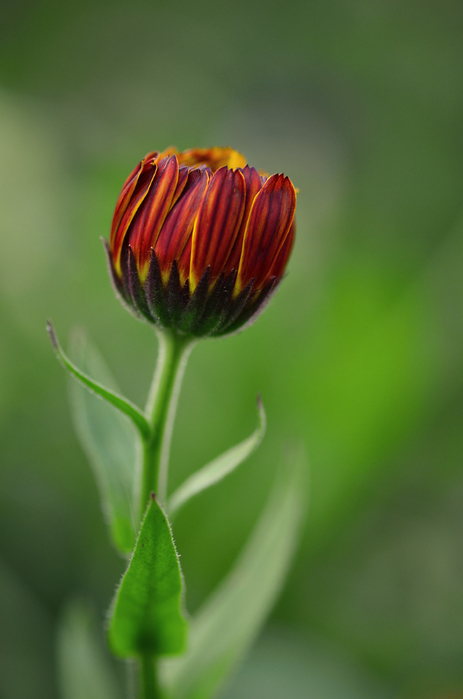 macro (63) (463x700, 230Kb)