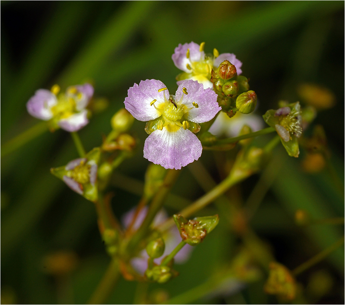 macro (65) (700x618, 404Kb)