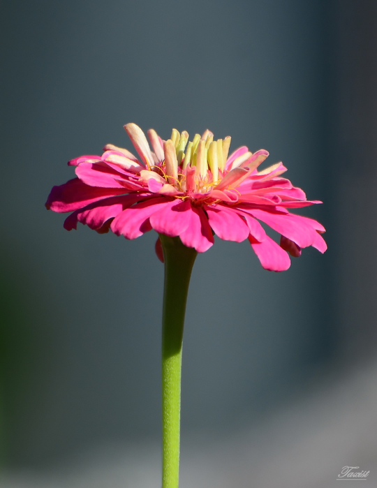 macro (67) (540x700, 229Kb)