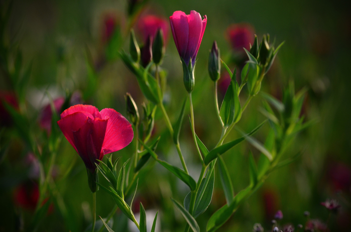macro (69) (700x463, 302Kb)