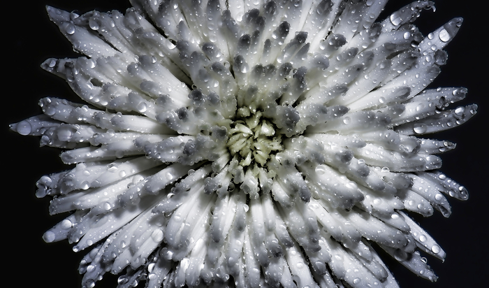 macro (71) (700x412, 302Kb)