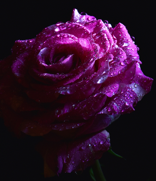 macro (75) (602x700, 551Kb)