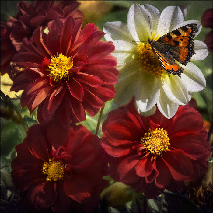 macro (79) (700x700, 566Kb)