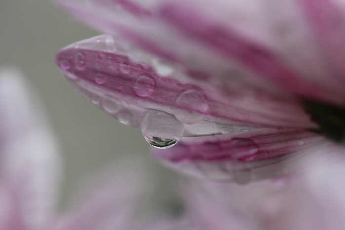 macro (81) (700x466, 223Kb)