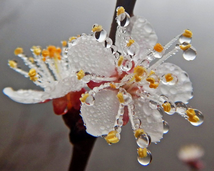 macro (85) (700x558, 315Kb)