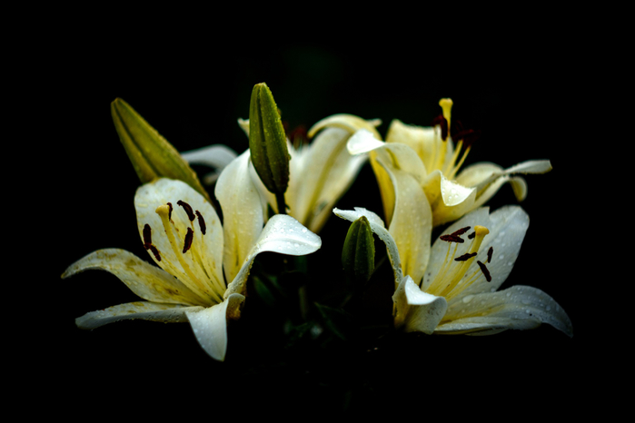 macro (87) (700x466, 154Kb)
