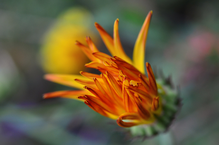 macro (89) (700x463, 266Kb)