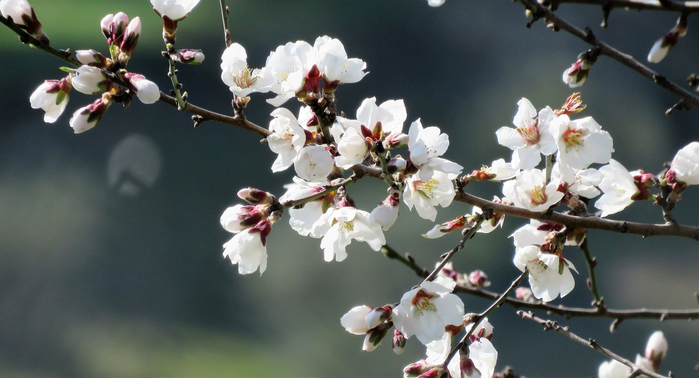 macro (182) (700x378, 256Kb)