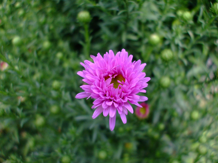 macro (184) (700x525, 377Kb)