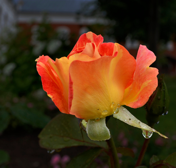 macro (186) (700x670, 391Kb)