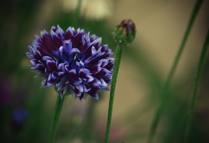 macro (188) (700x478, 296Kb)