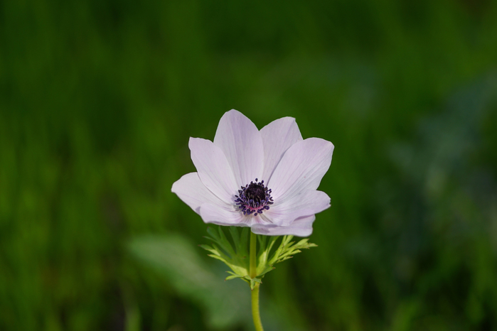 macro (192) (700x466, 228Kb)