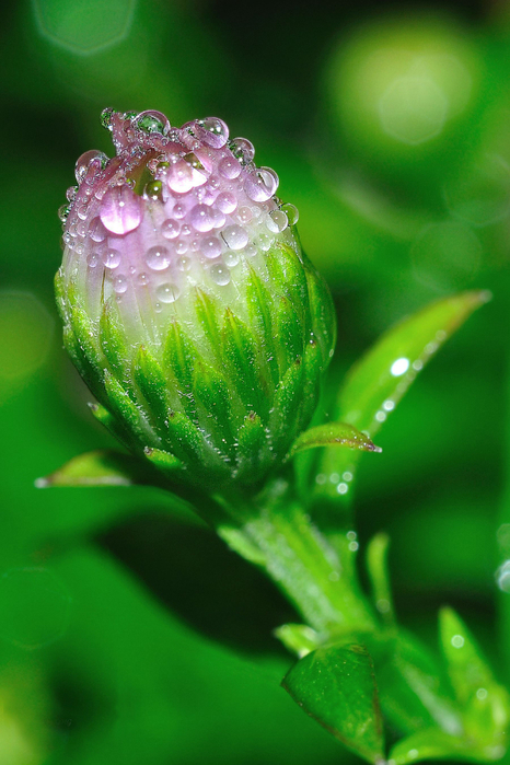 macro (194) (466x700, 376Kb)