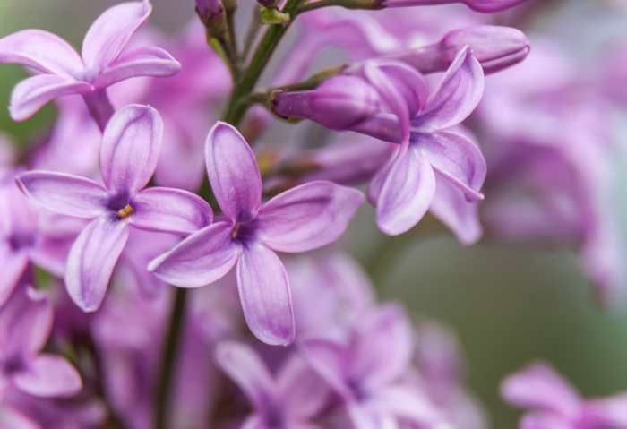 macro (196) (700x479, 296Kb)