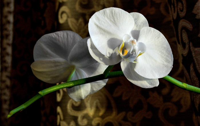 macro (198) (700x443, 258Kb)