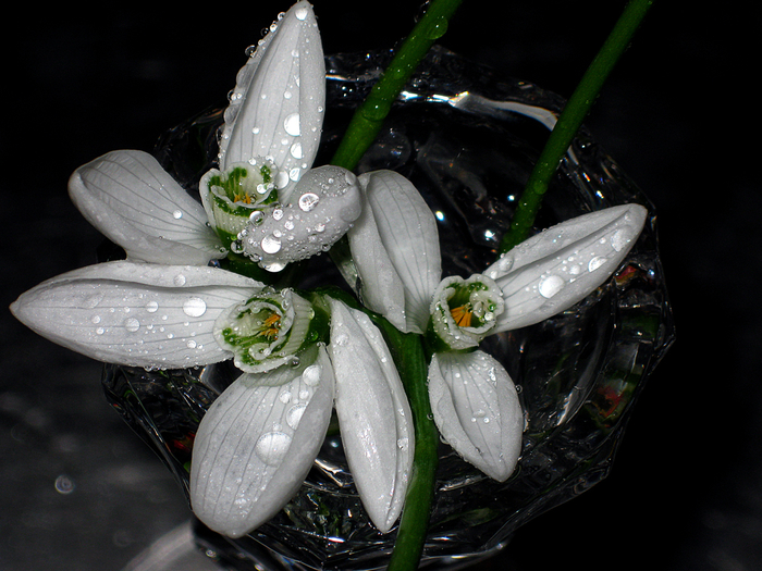 macro (200) (700x525, 425Kb)