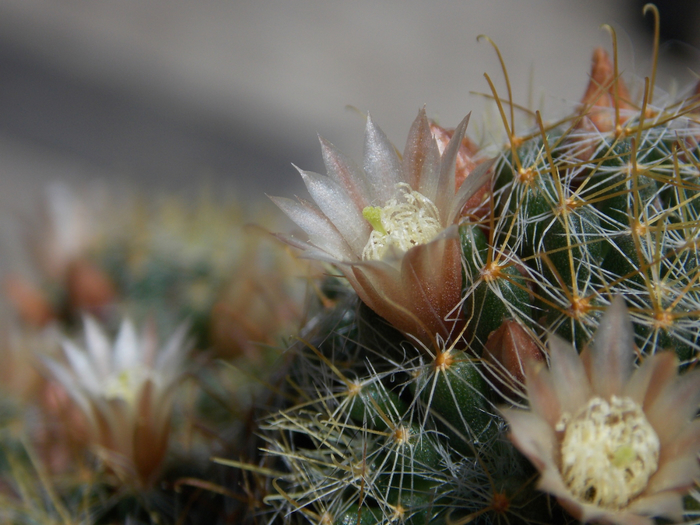 macro (202) (700x525, 399Kb)