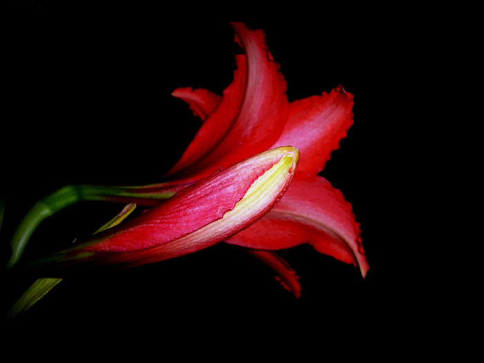 macro (204) (700x525, 120Kb)