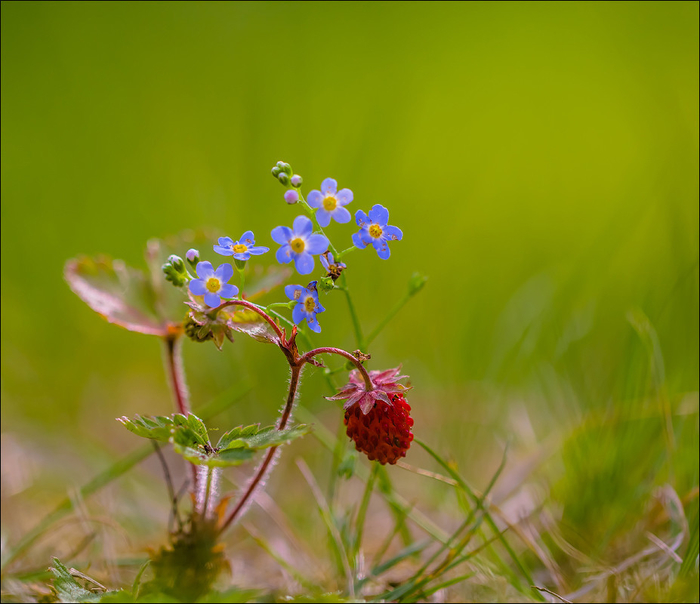 macro (206) (700x604, 329Kb)