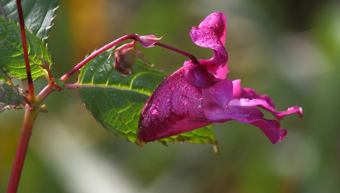macro (210) (700x396, 278Kb)