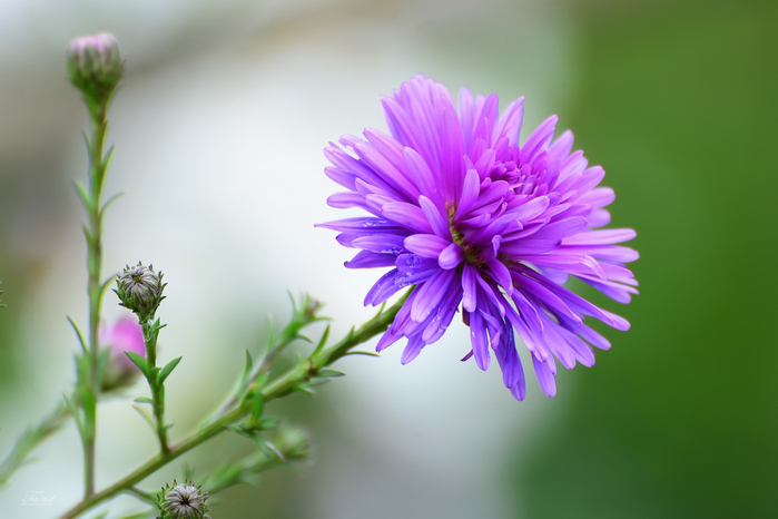 macro (212) (700x466, 249Kb)